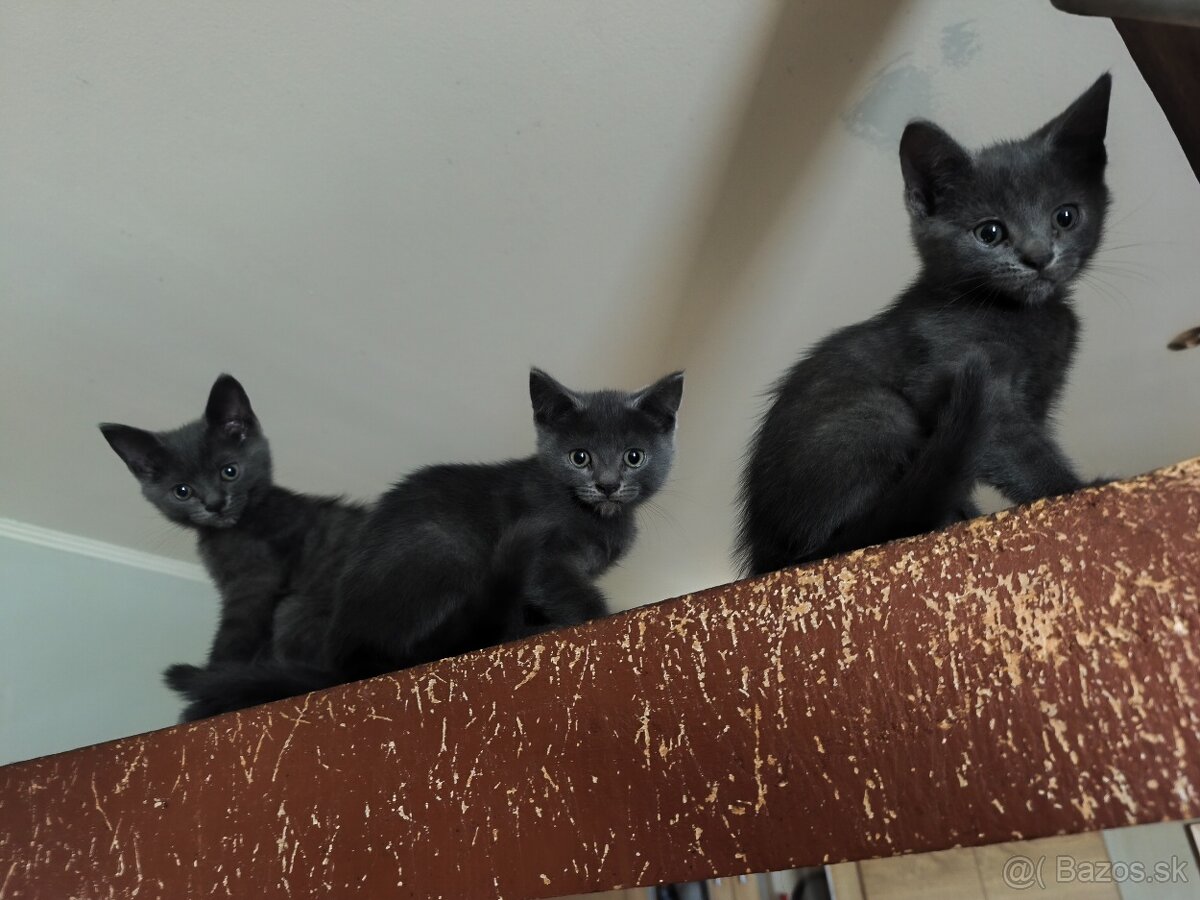 🐱 Britské modre mačiatka - 3