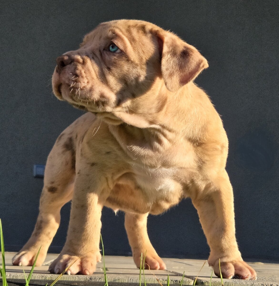 American Bully XL XXL - 3