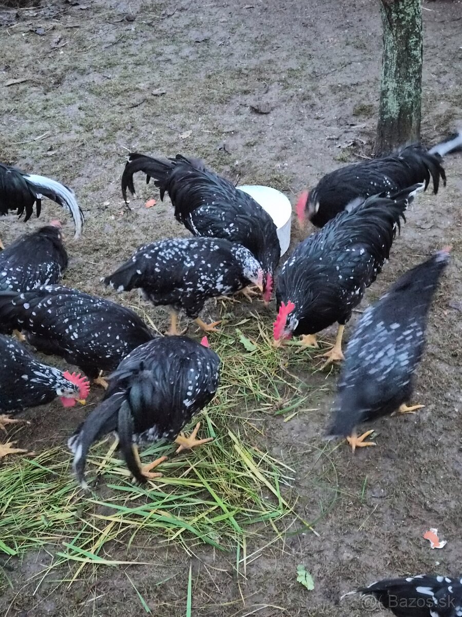 Predám mladých kohútikov na chov - 3