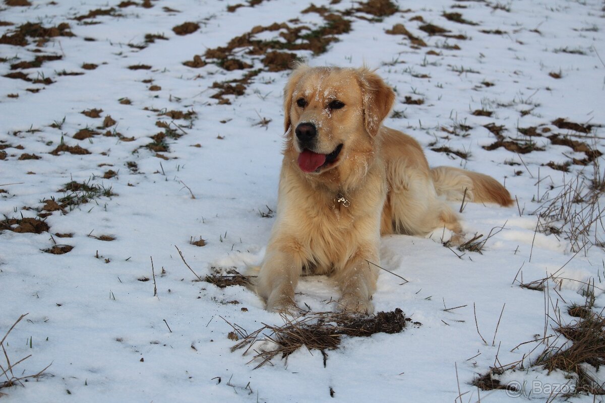 Zlatý retriever - krytie - 3