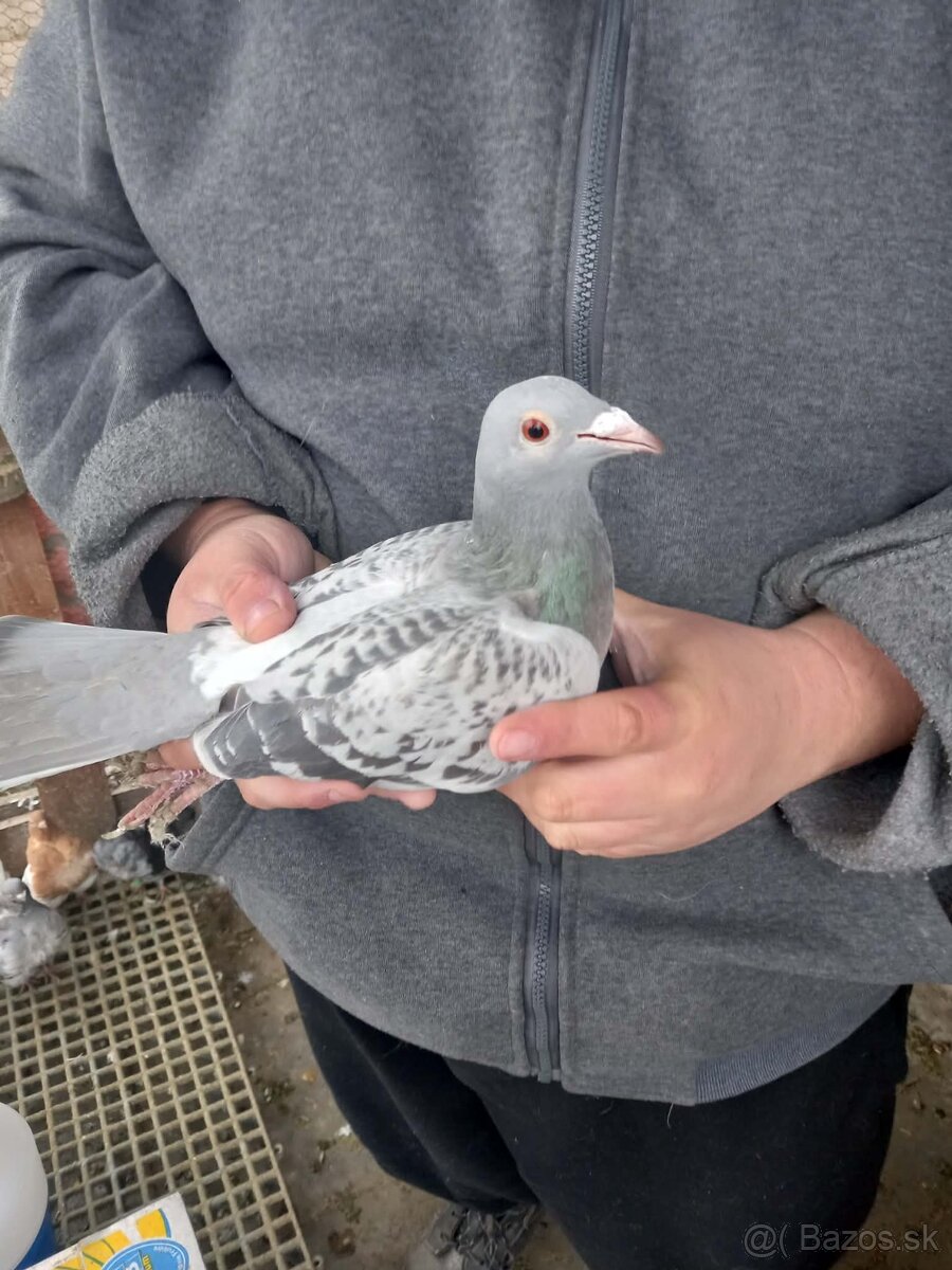 Predám holuby - 3