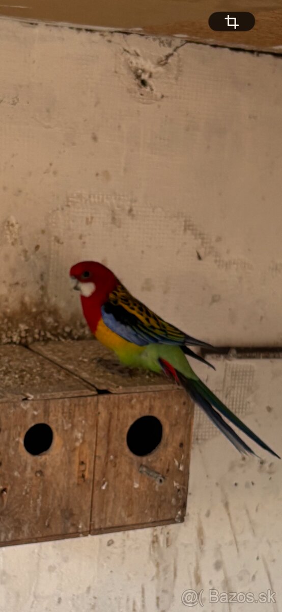 Rozela pestrá chovný samec - 3