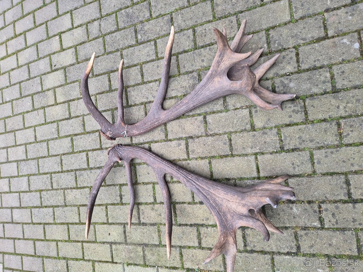 Trofej trofeje paroh parohy parozie zhody - 3