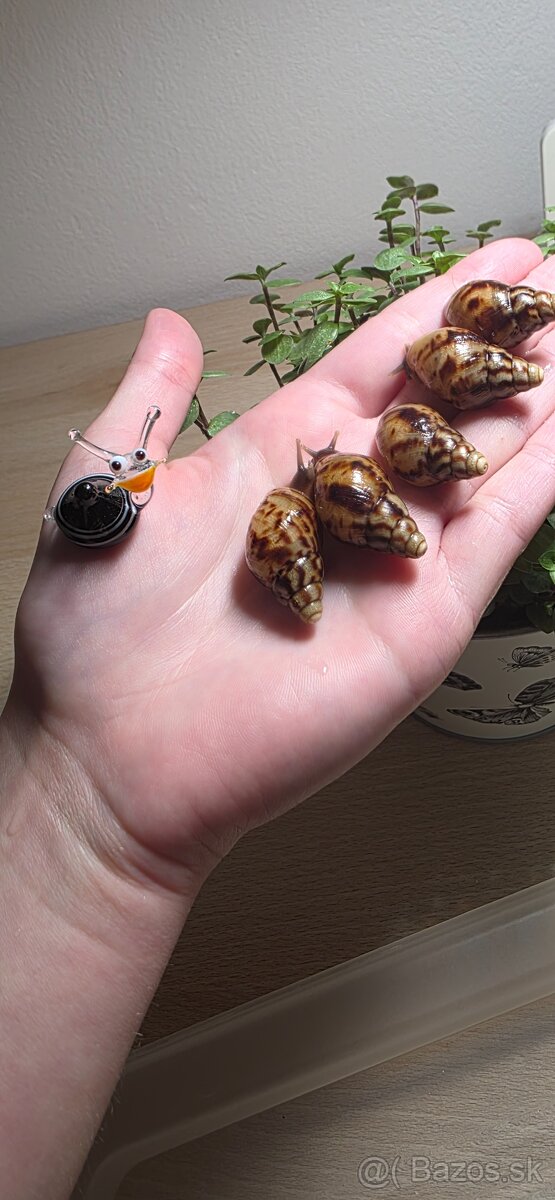 Africký slimák - 3