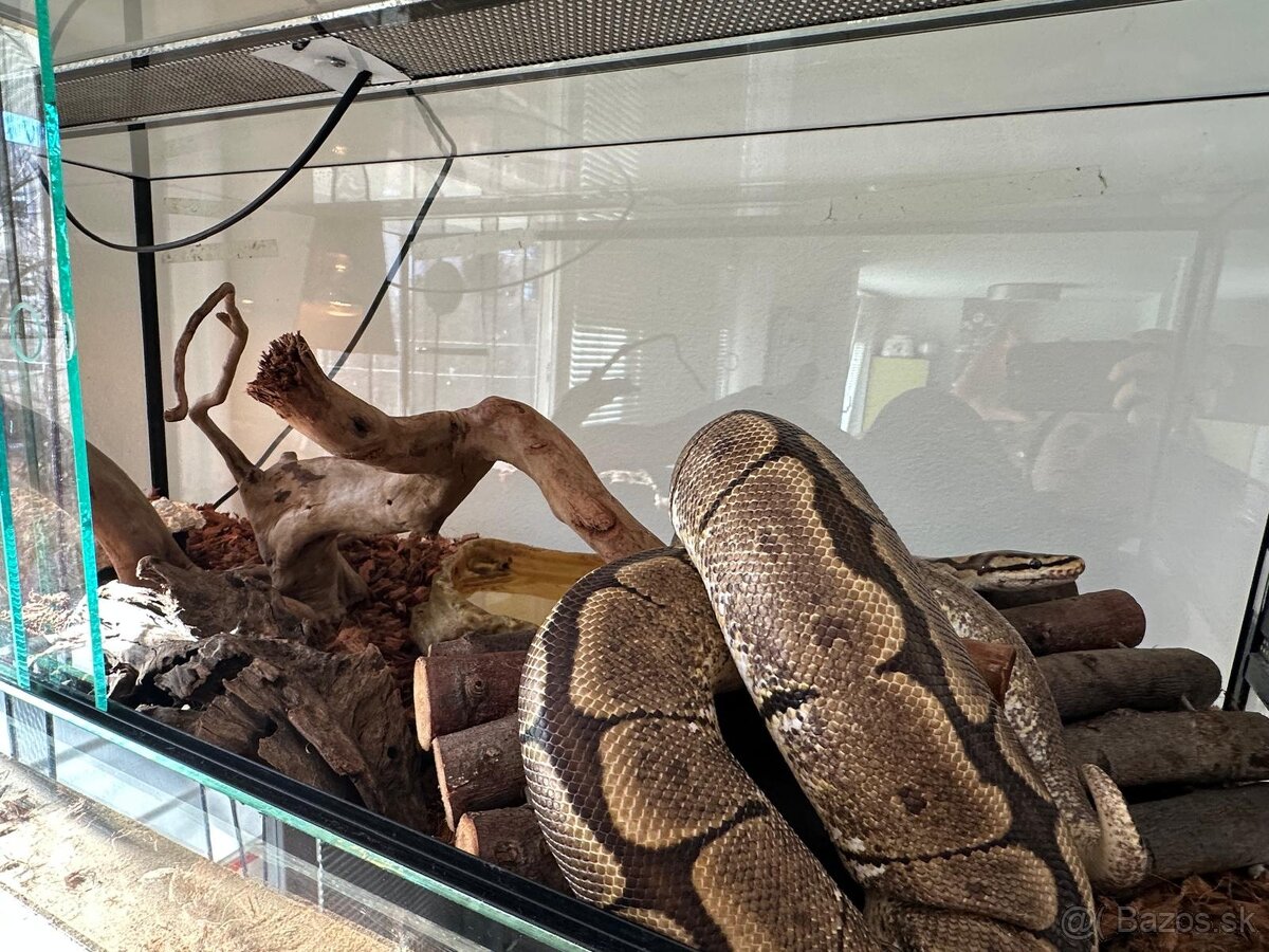 Pytón Kráľovský / Phyton Regius - 3