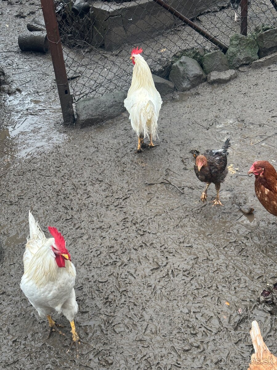 Predam kohuti - 3