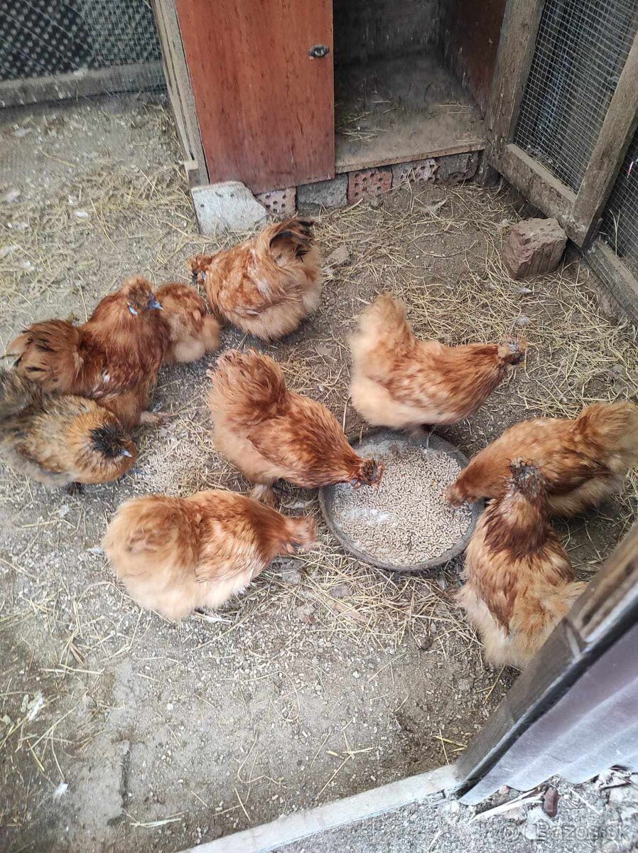 Nasadové vajcia - Hodvábničky - 3