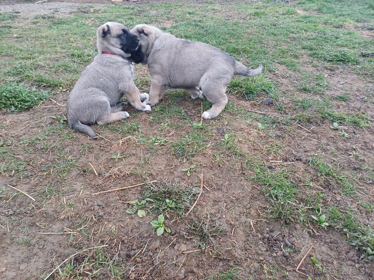 Kangal - 3
