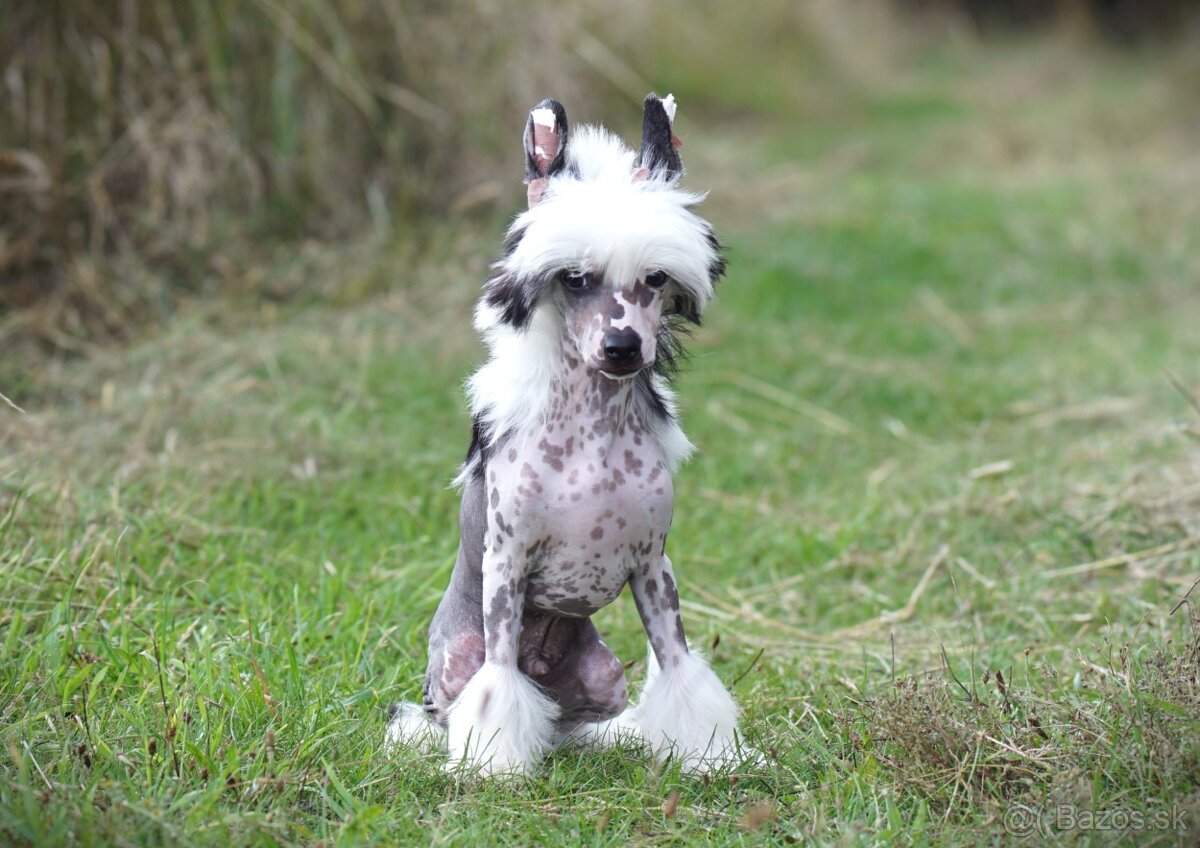 Cinsky chocholaty pes nahac - 3