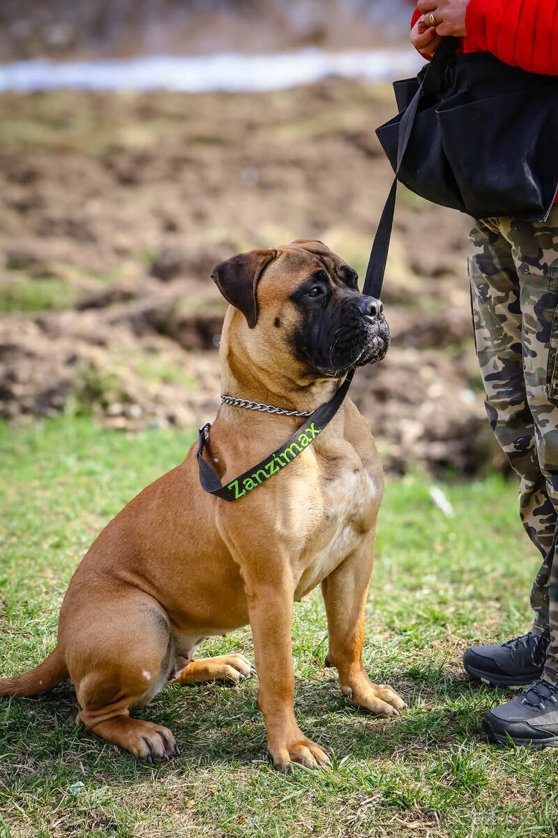 Bulmastif , Bullmastiff s PP - 3