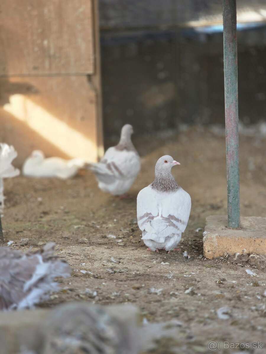 Paviky a Texanou - 3