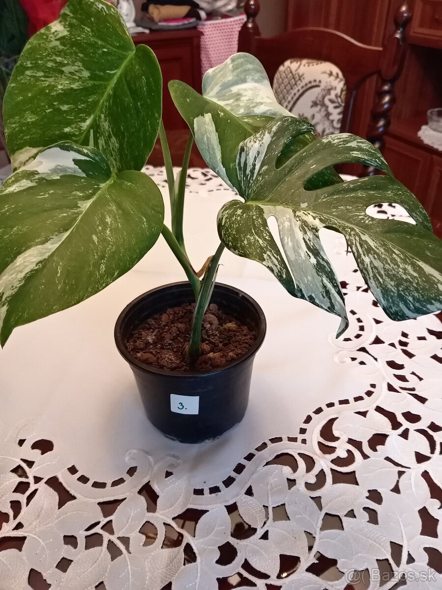 Monstera variegata - 3