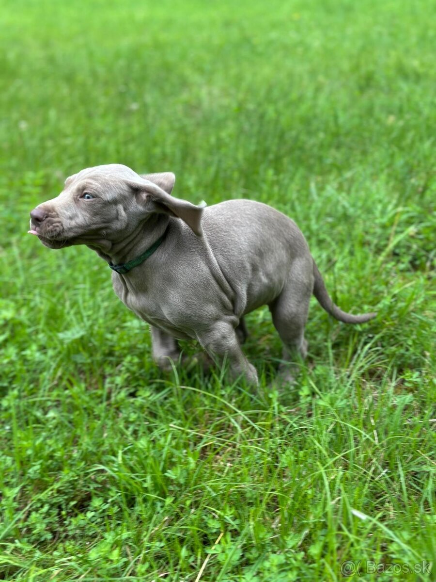 Weimarský stavač štěňiatka - 3