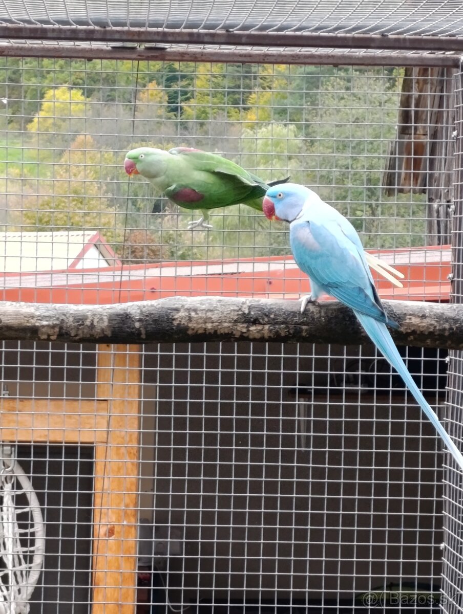 Alexander velký - 3