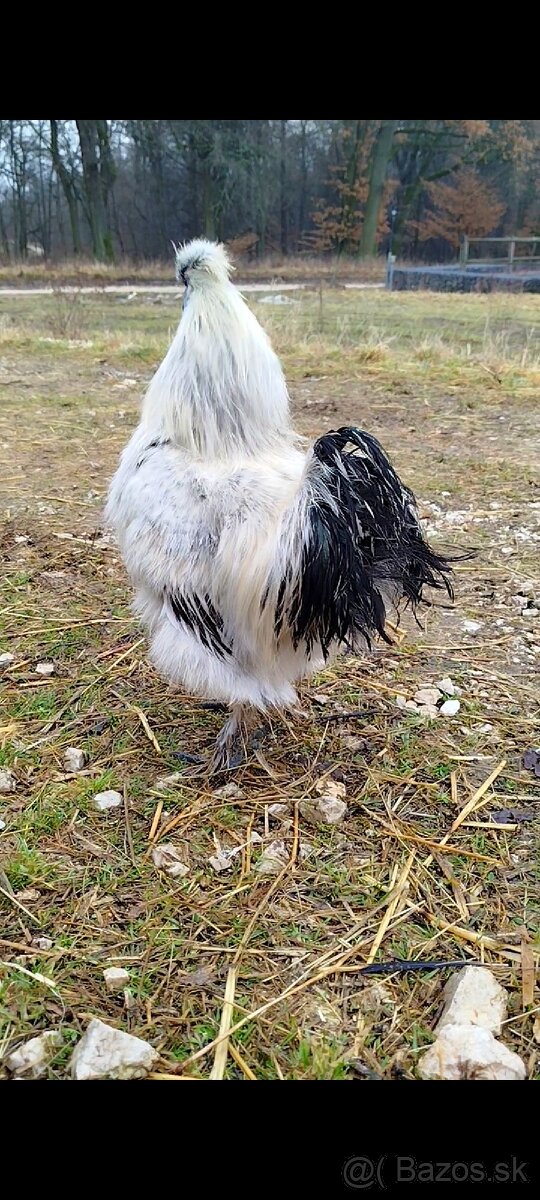 Kohútik hodvabnička - 3