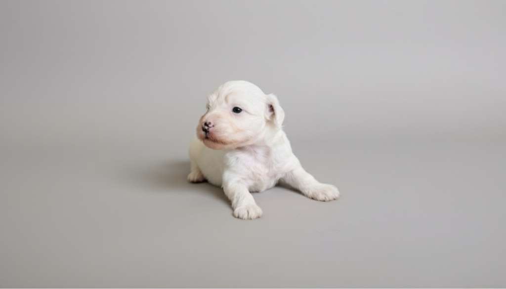 Čínsky chocholatý pes (osrstený- labutienka) s PP - 3