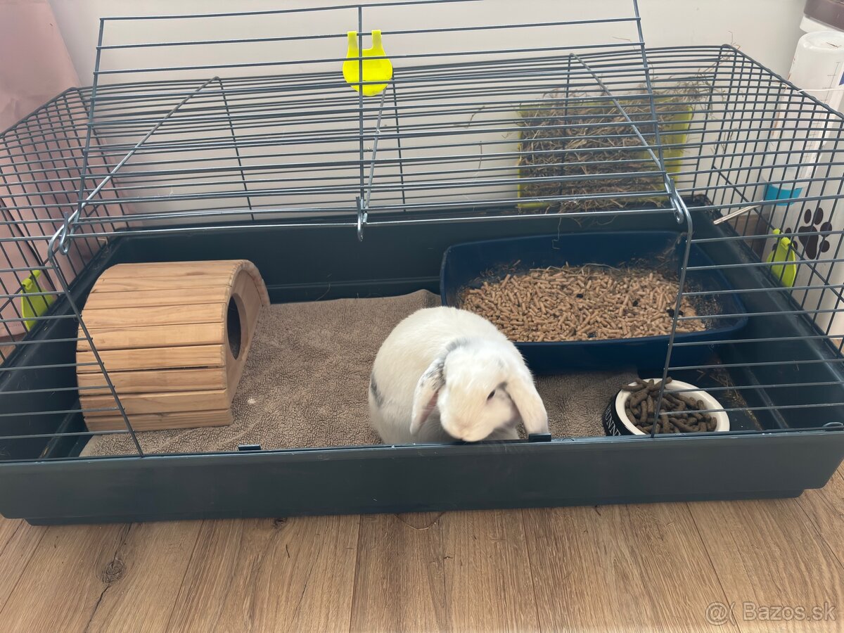 Kralik- Barancek samicka - 3