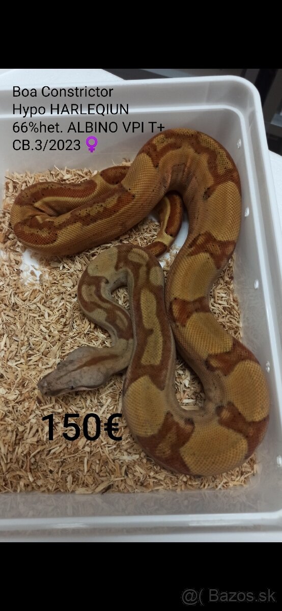 Boa Constrictor VPI T+ - 3