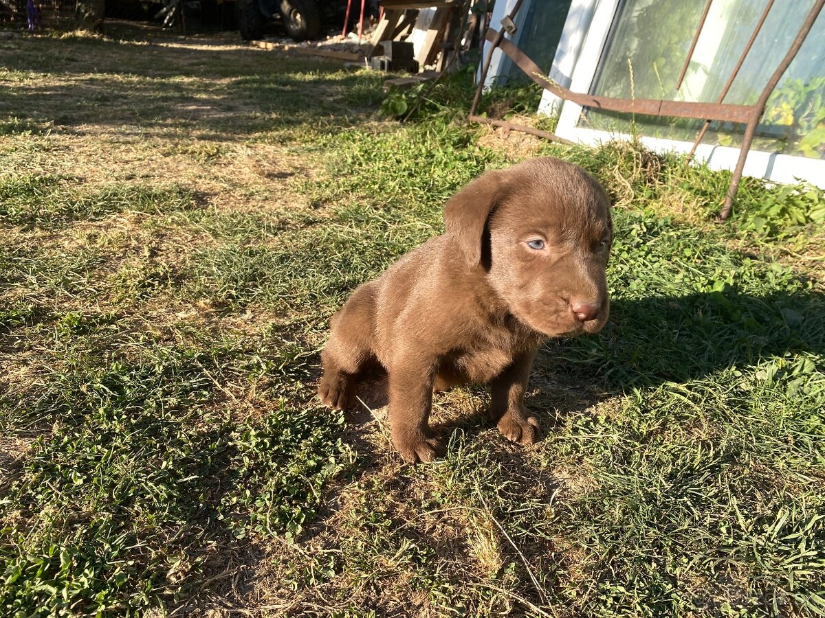 Labrador šteniatka - 3