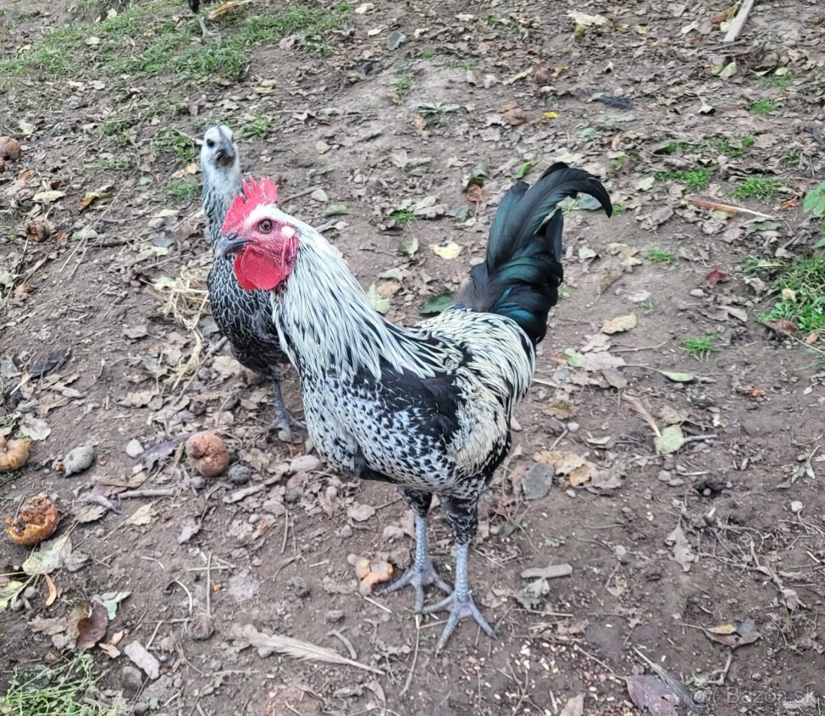 Kohúty na predaj - 3