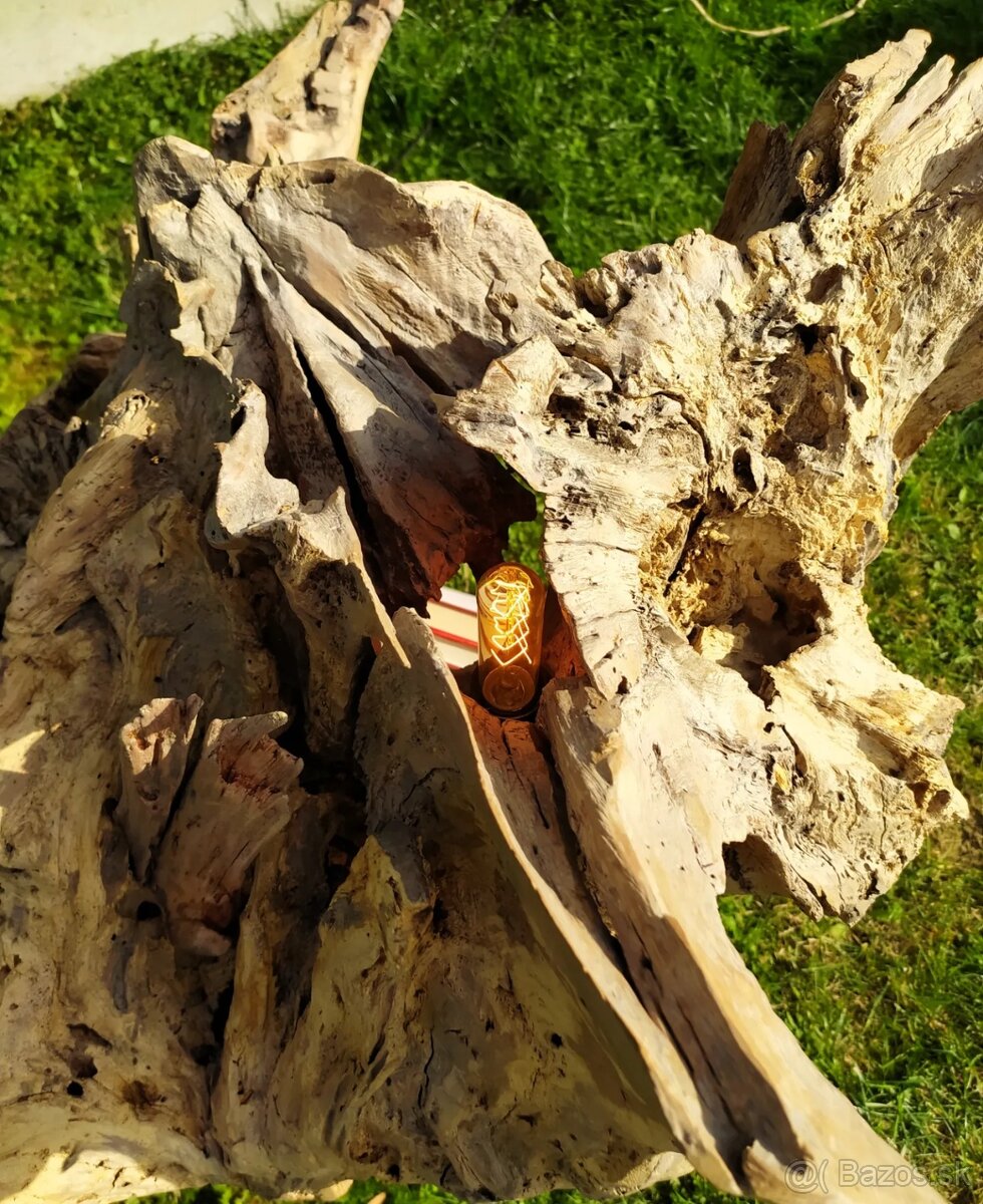 Sveťelní koreň - 3