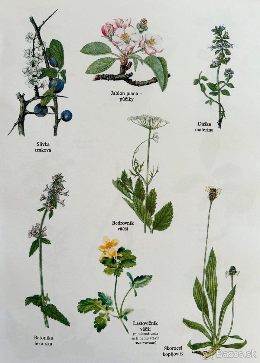 LIEČIVÉ BYLINKY + PRÍRODNÁ LIEČBA - 3