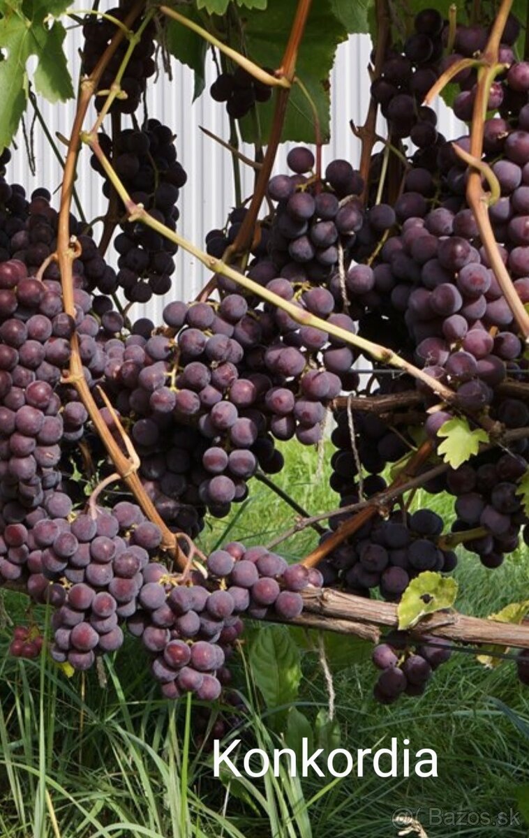 Sadenice viniča - 3