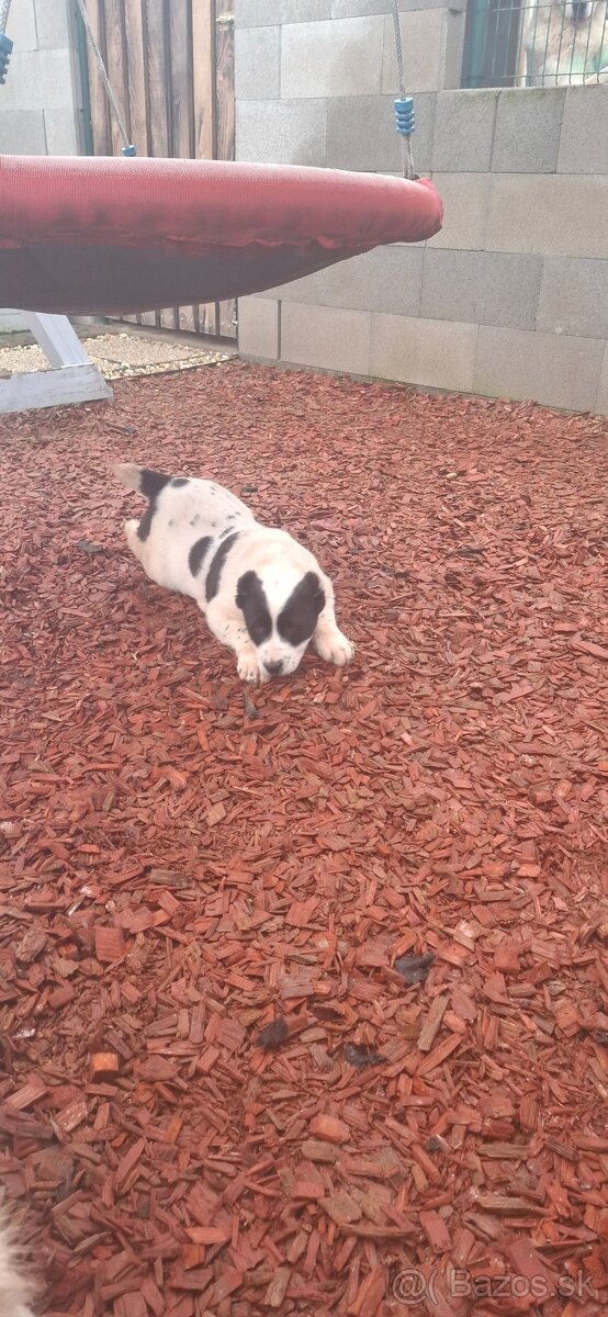 Stredoázijsky ovčiak - 3