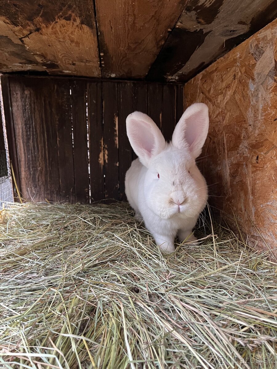 Novozélandský biely zajac - 3