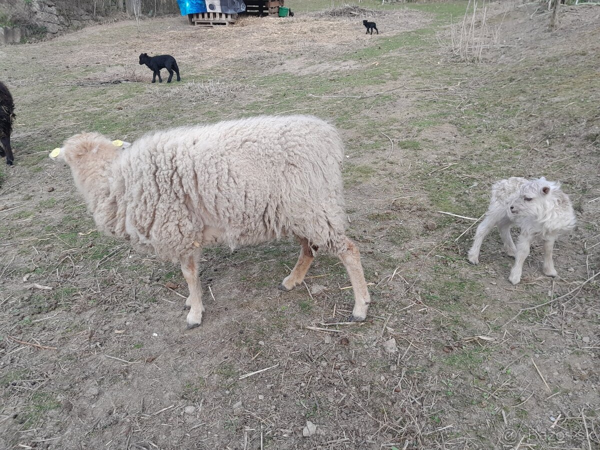 p ovce quesant ouesant quessant - 3