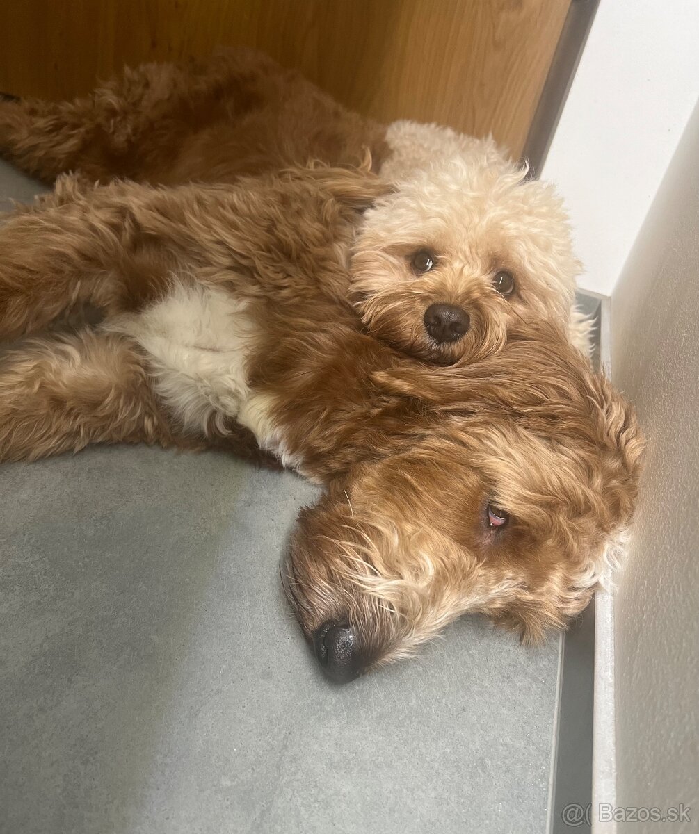 Cavapoo Max na krytie - 3