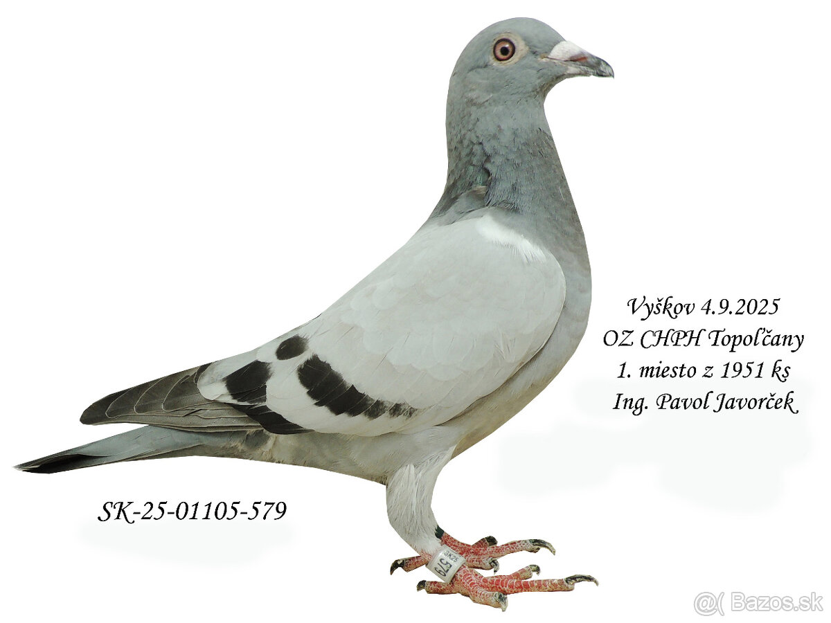 POŠTOVÉ HOLUBY - 3