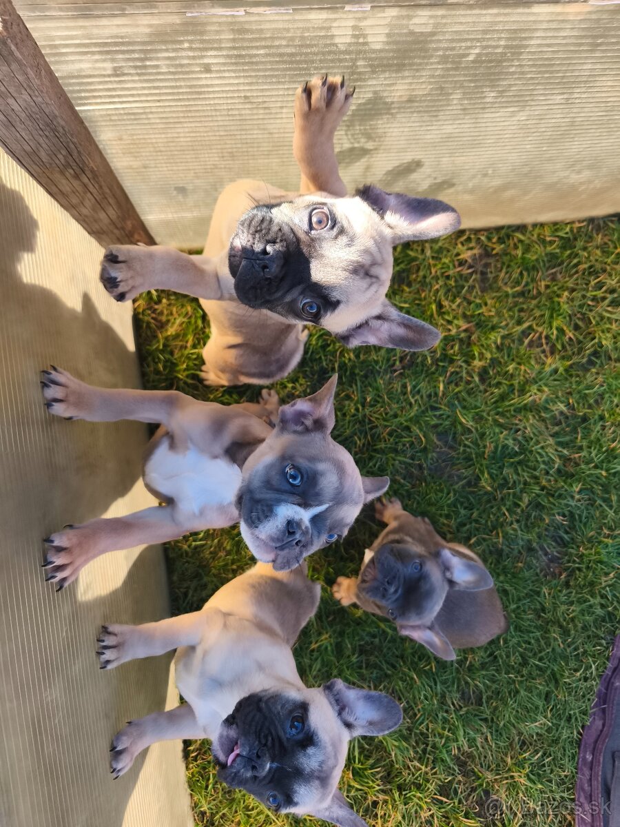 Francúzsky Buldoček - 3