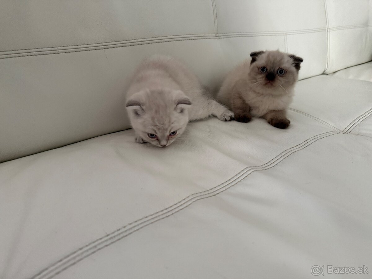 Britské mačiatka - 3