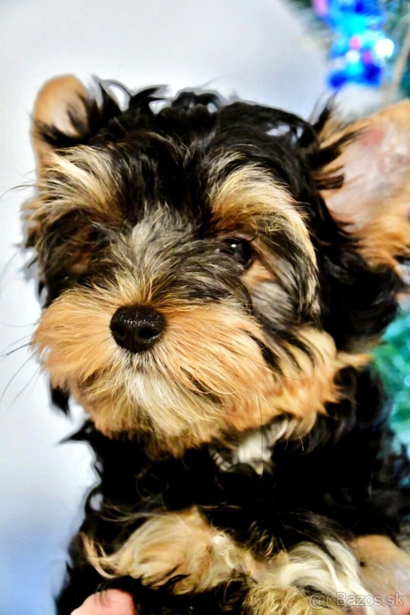 York, biewer,yorksirsky terier - 3