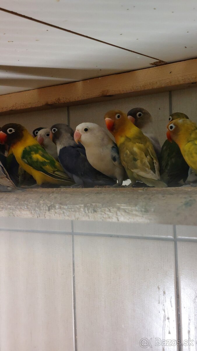 Ponúkam na predaj agapornisov - 3