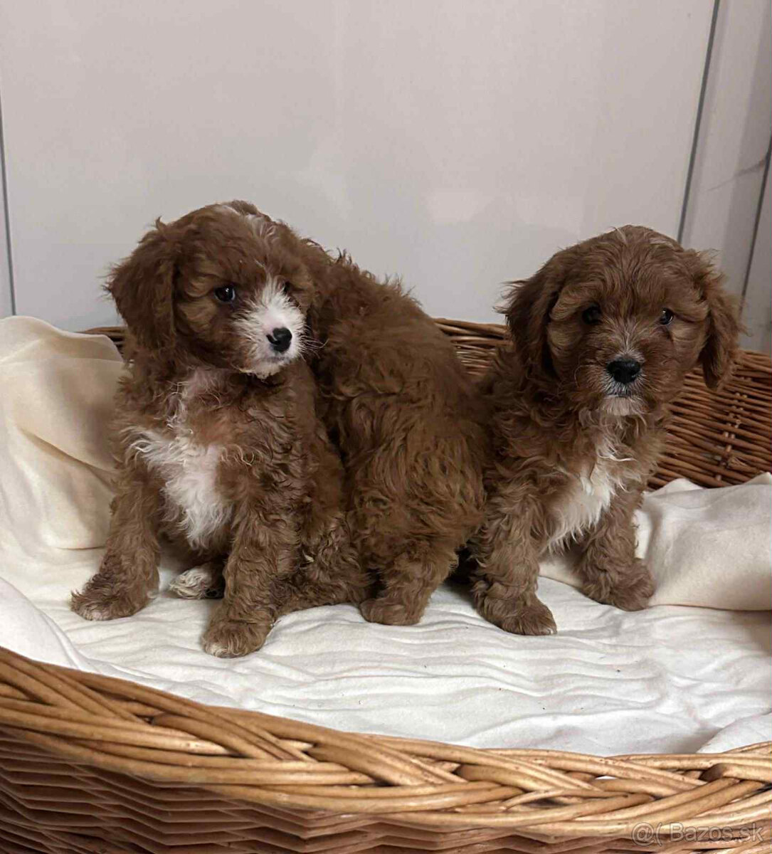 Pudel, cavalier, cavapoo - 3