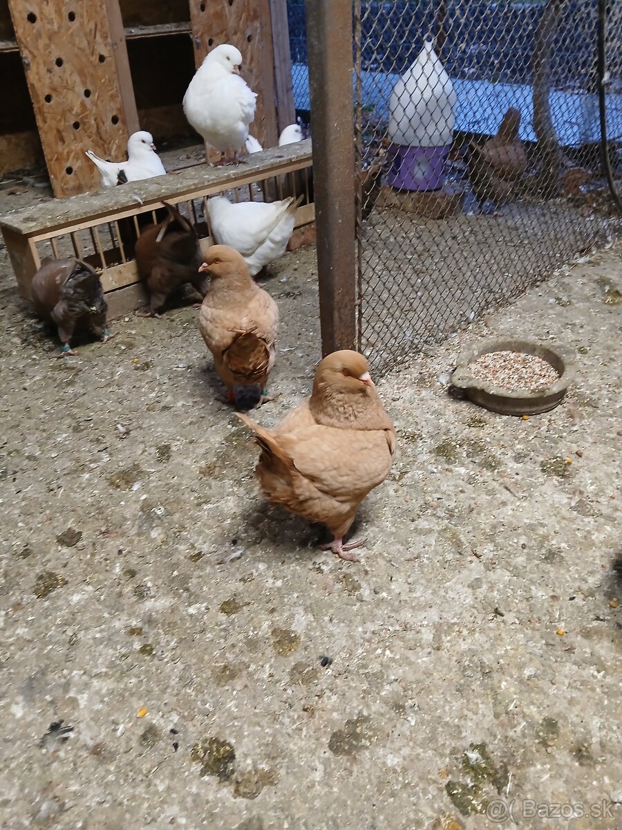 Holub king americky - 3