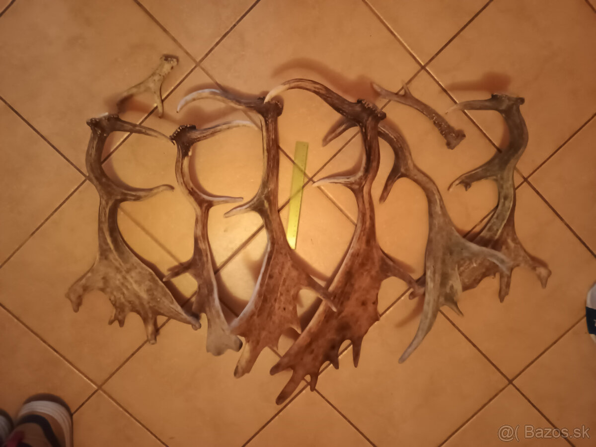 Parohy, zhody, trofej - 3