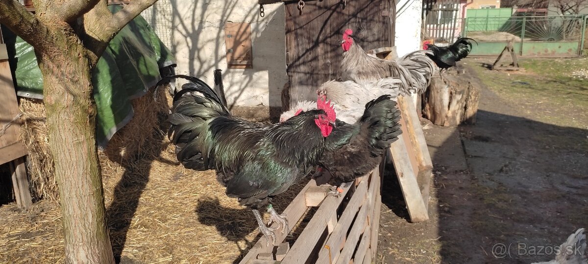 Predám kohúty australorpky - 3