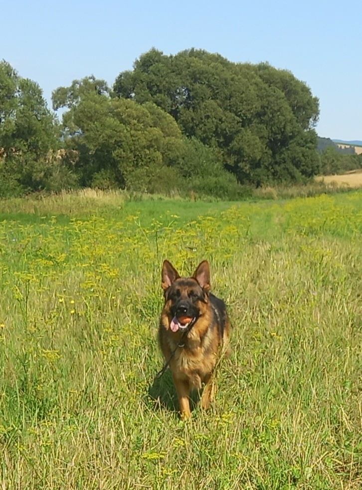 nemecký ovčiak - 3