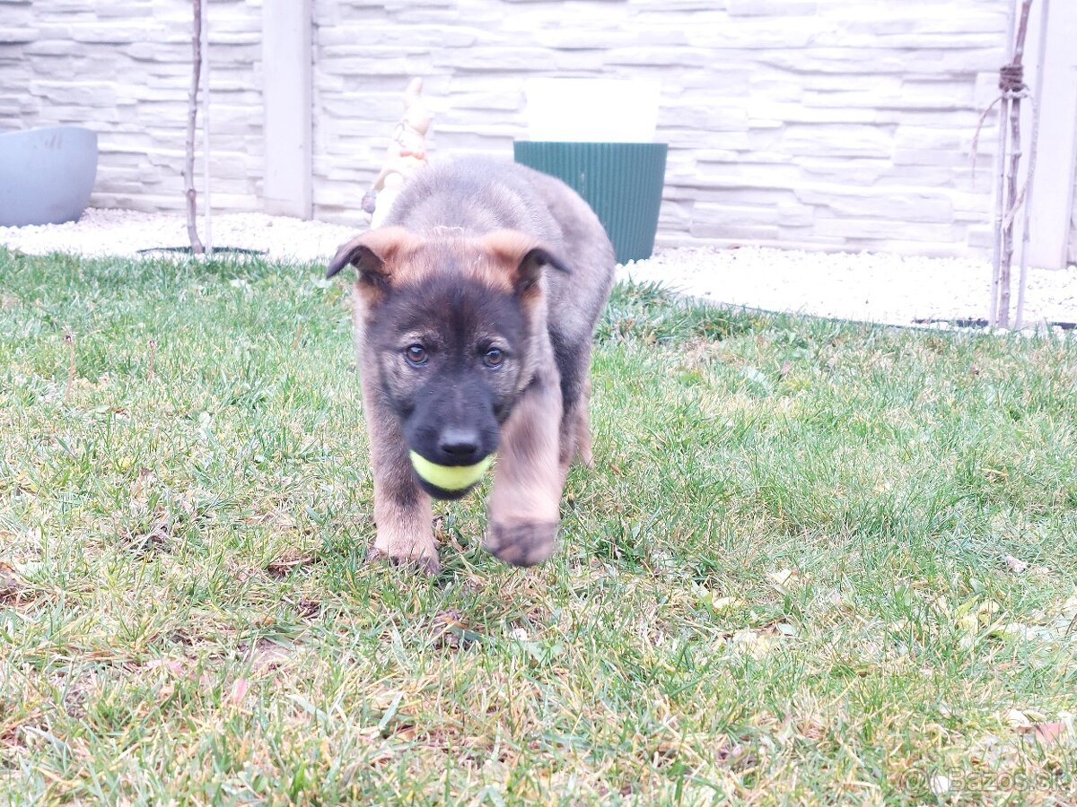 Nemecký ovčiak - 3