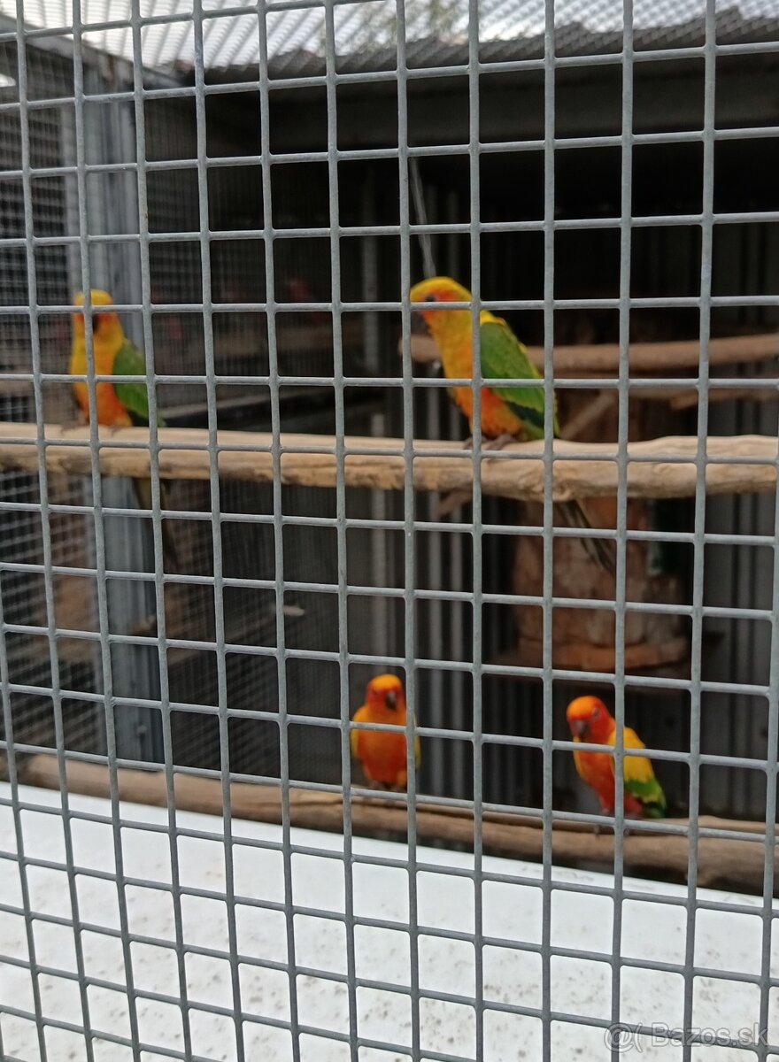 Aratinga slnečná - 3