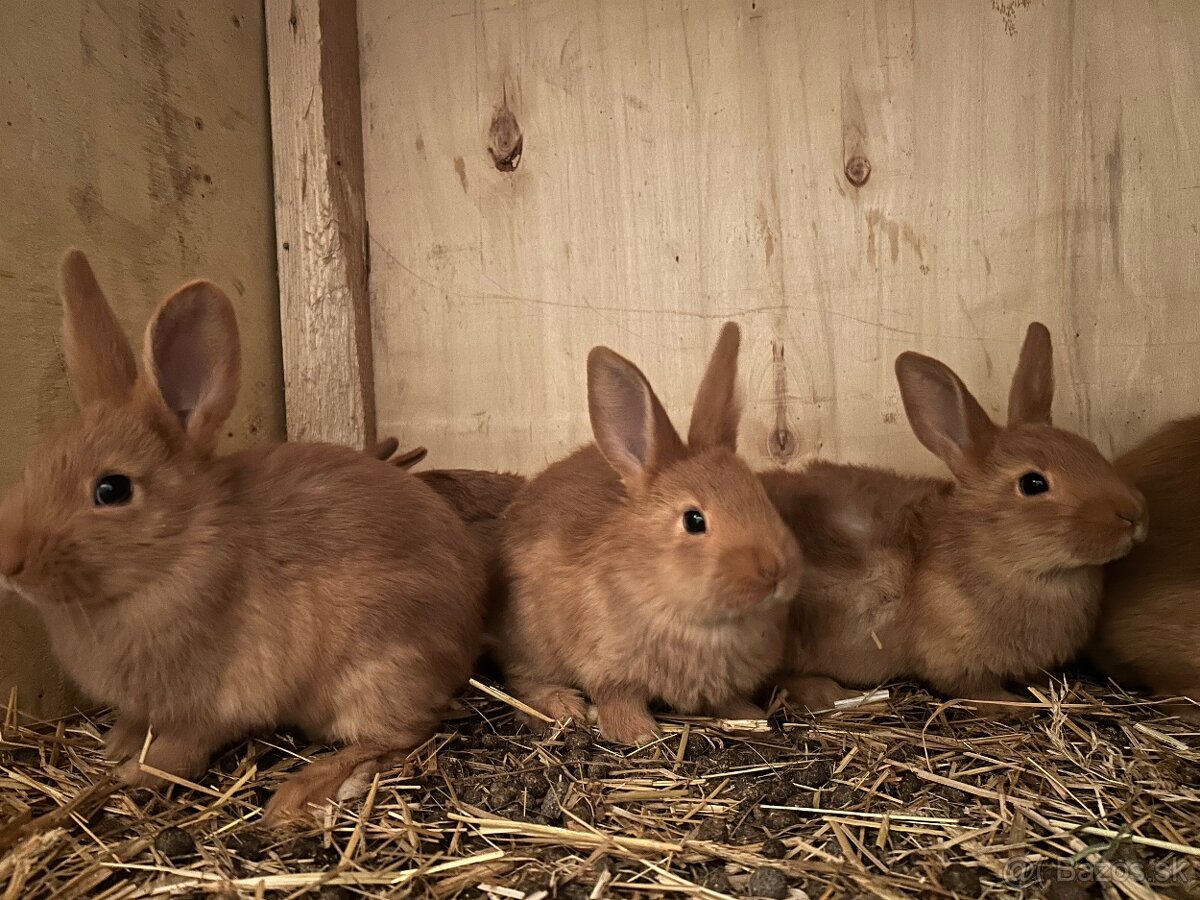 Novozélandský červený - 3