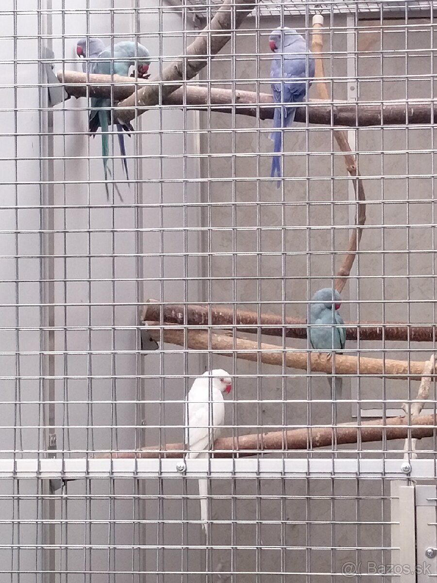 Alexandre malé ročník 25 - 3