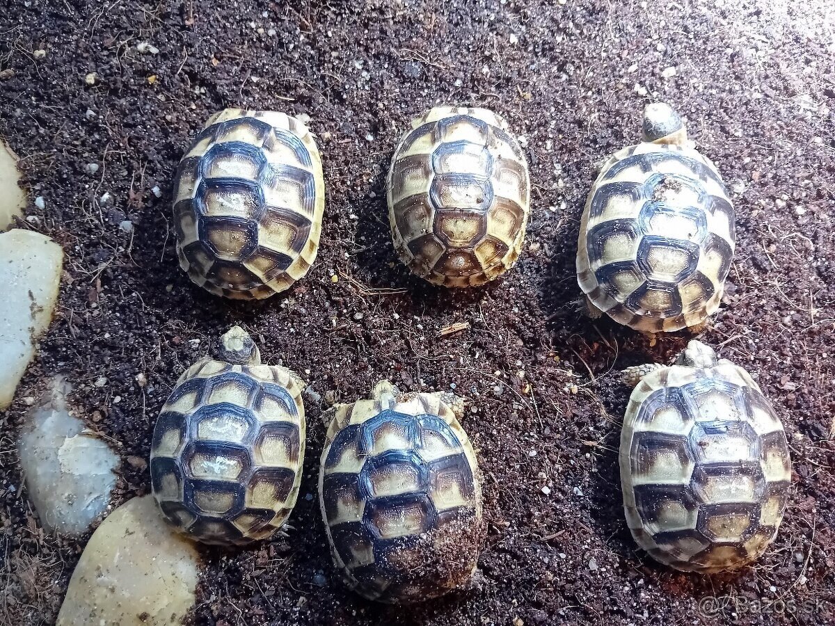 Suchozemska korytnačka - 3