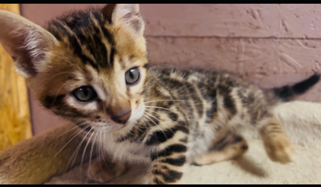 Bengalska mačka s PP - 3