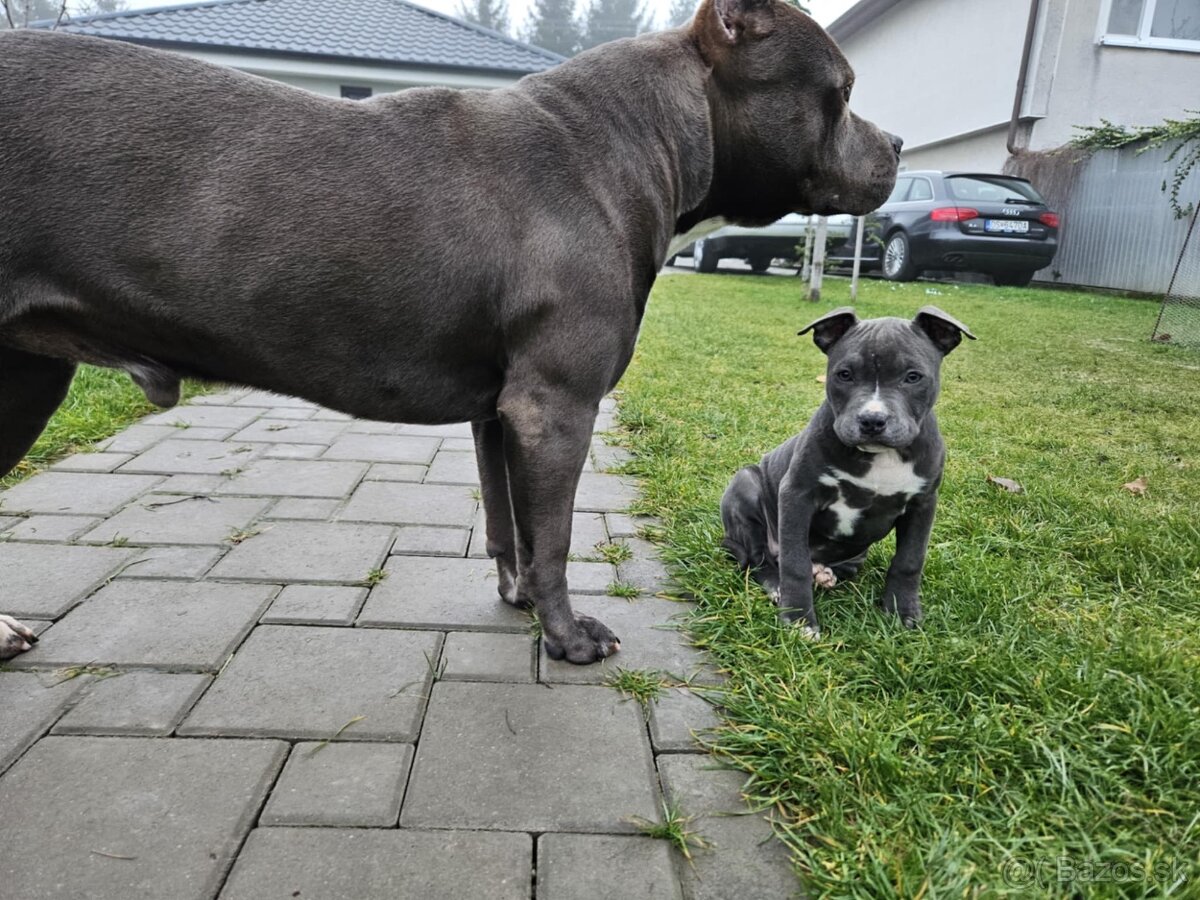 Americký stafordšírsky teriér - Blue (šteniatko) - 3