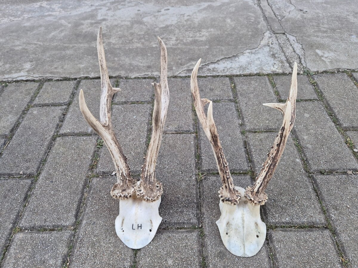 Trofej trofeje paroh parohy parozie zhody - 3