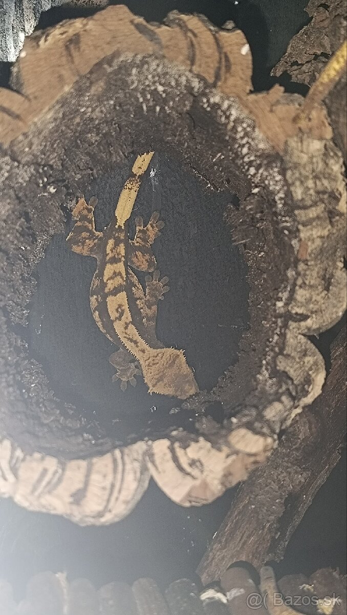 Pagekon riasnaty harlekyn - 3